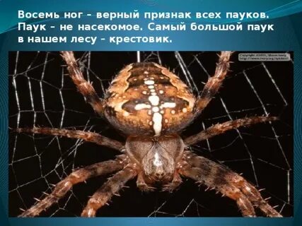 Паукообразные 8