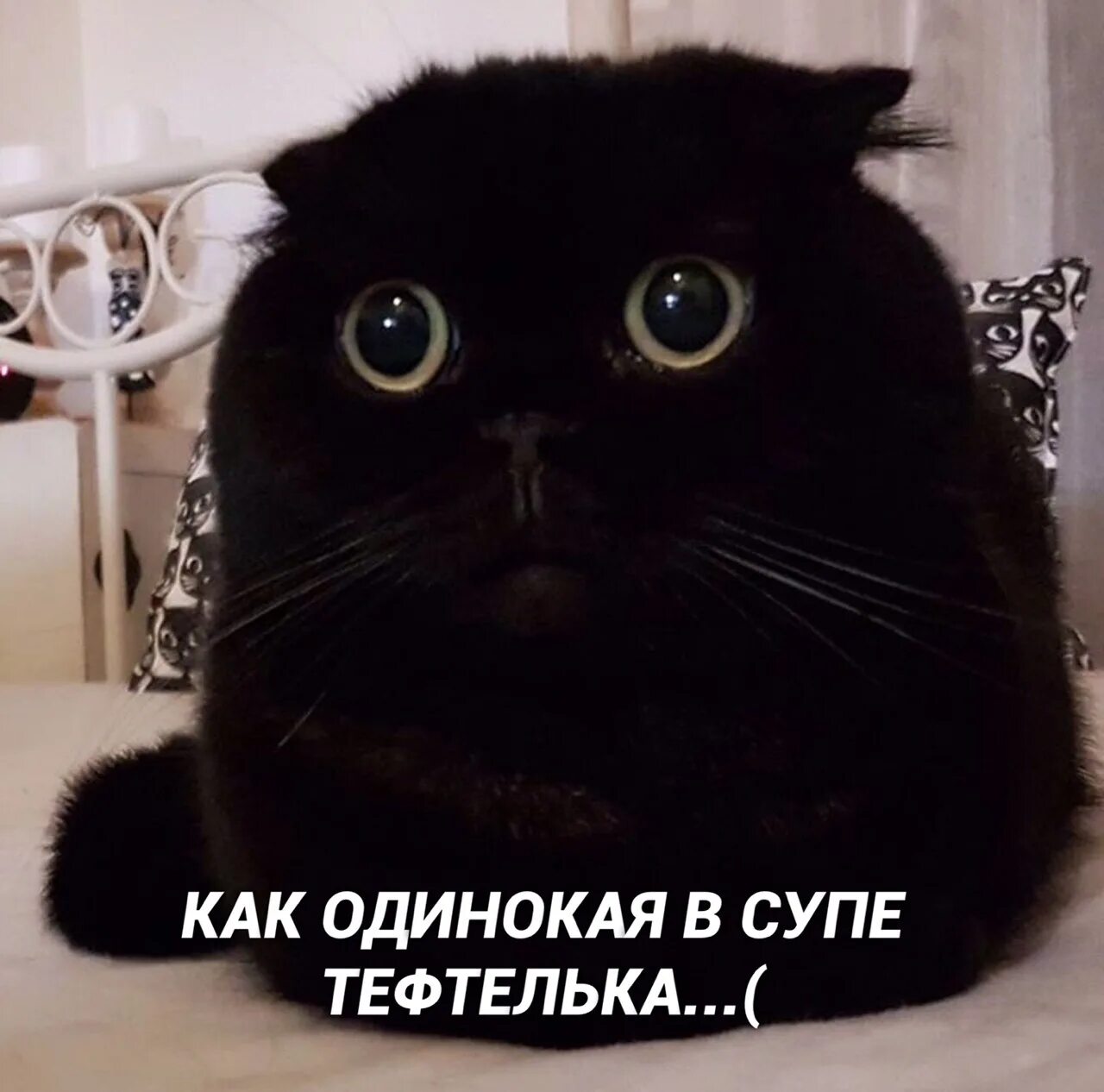 Грустный кот. Что такое теснота это дом где два кота. Что такое красота стих про кота. Если в доме нет кота стихотворение. Кошка ночью.