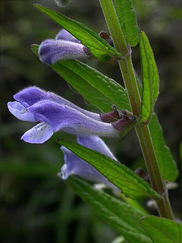 Scutellaria baicalensis root