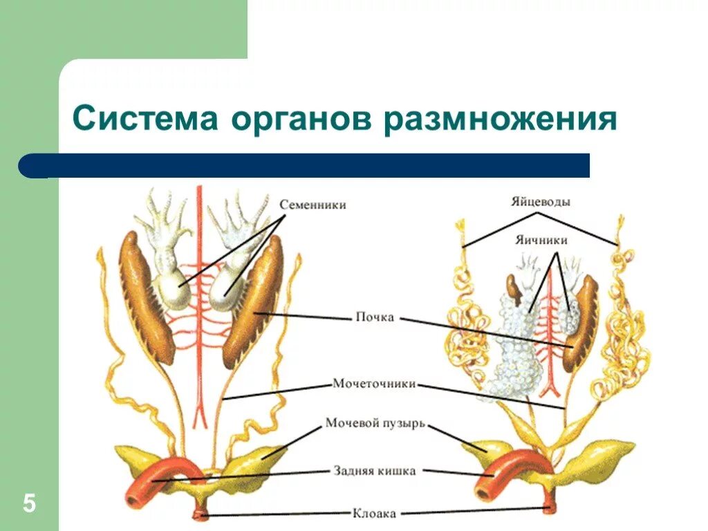 Мужские и женские гаметы. В семенниках развиваются. Формирование сперматозоидов в семенниках. В семенниках развиваются. Мужские половые клетки.