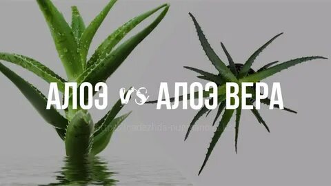 Чем отличается алоэ