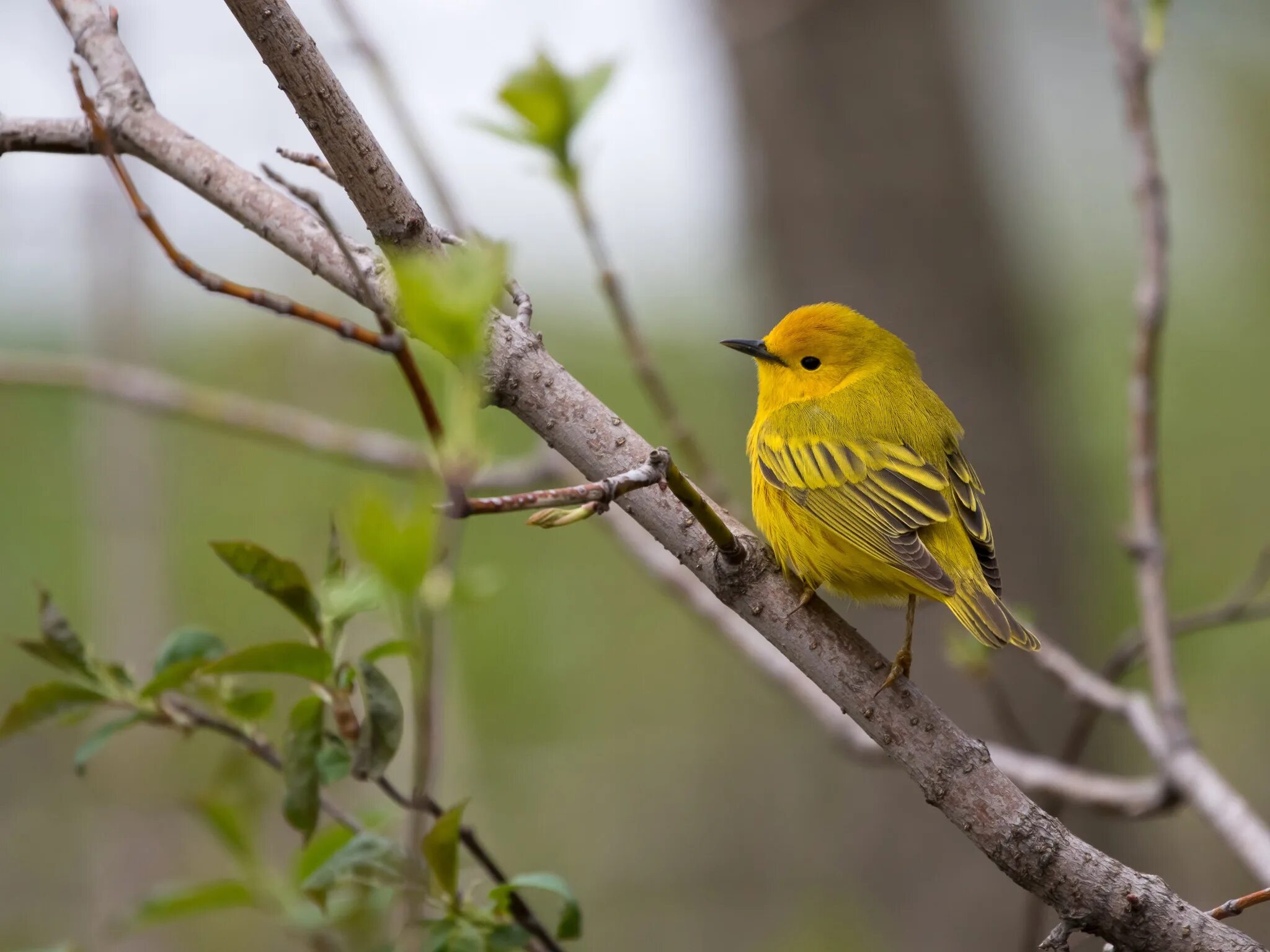 Yellow Warbler