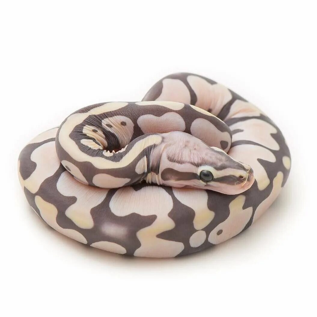 Змея без чешуи. Королевский питон scaleless. scaleless python ball. королевский питон без чешуи.
