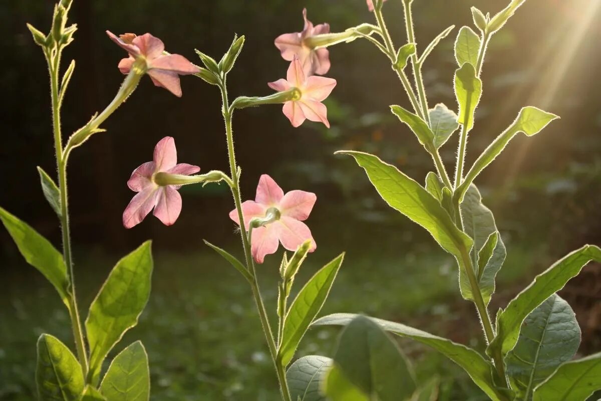 Душистый значение. Nicotiana langsdorffii. душистый табак цветение. вьюн табак. душистый табак вьюн.