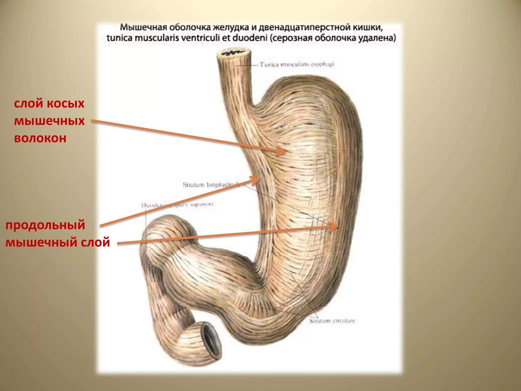 Мышечная оболочка желудка. Серозная оболочка желудка. Строение оболочки желудка