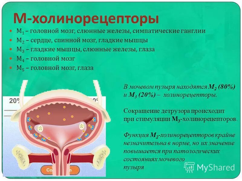 рецепторы мочевого пузыря. рецепторы мочевого пузыря. иннервация мочевыделительной системы. схема вегетативной иннервации мочевого пузыря. функции мочевого пузыря.