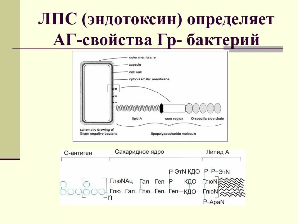 Определение свойств бактерий. Эндотоксин лпс. Характеристика эндотоксинов микроорганизмов. Строение лпс бактерий. Лпс грам- бактерий распознает.