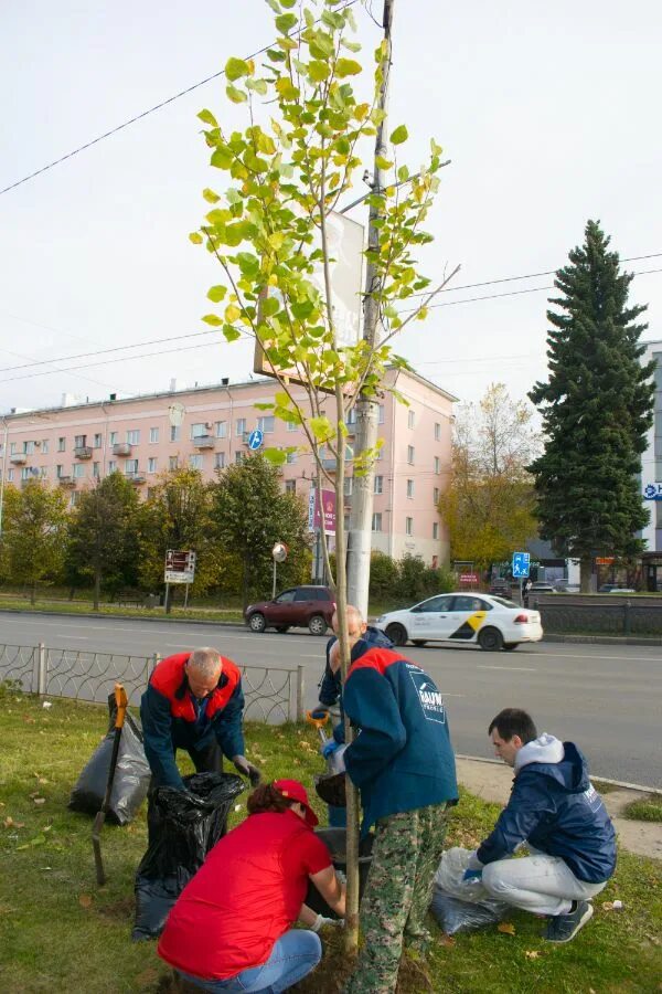 Озеленение улицы в деревне. Питомник растений в Иваново малинки. Травы города Иваново. Питомник малинки иваново