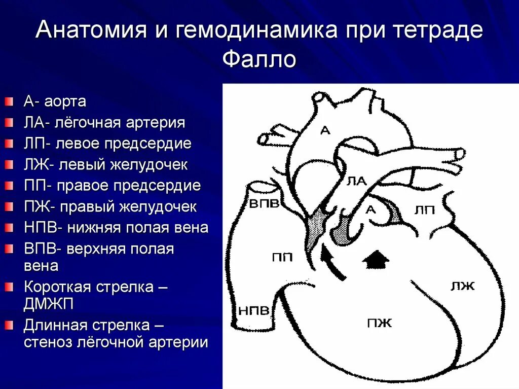 Размеры полостей сердца