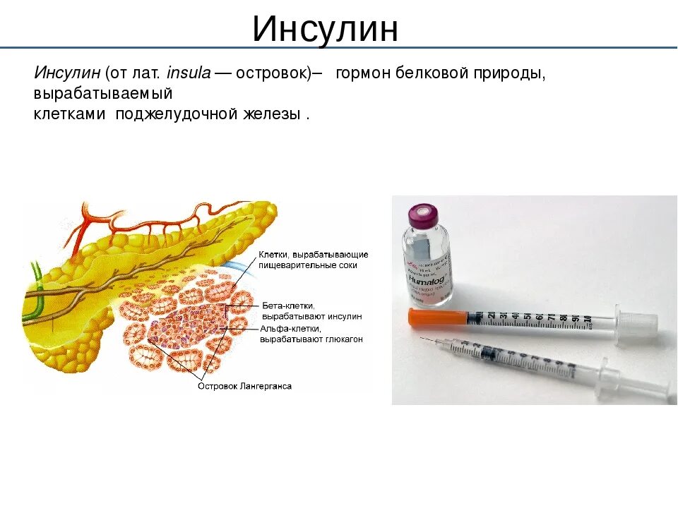 Инсулин гормон клеток островков лангерганса. Гормон поджелудочной железы инсулин. Инсулин и поджелудочная железа клетки. Поджелудочная железа вырабатывает инсулин. Инсулин – гормон, вырабатываемый поджелудочной железой.