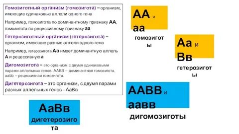 Гомозиготной называется особь
