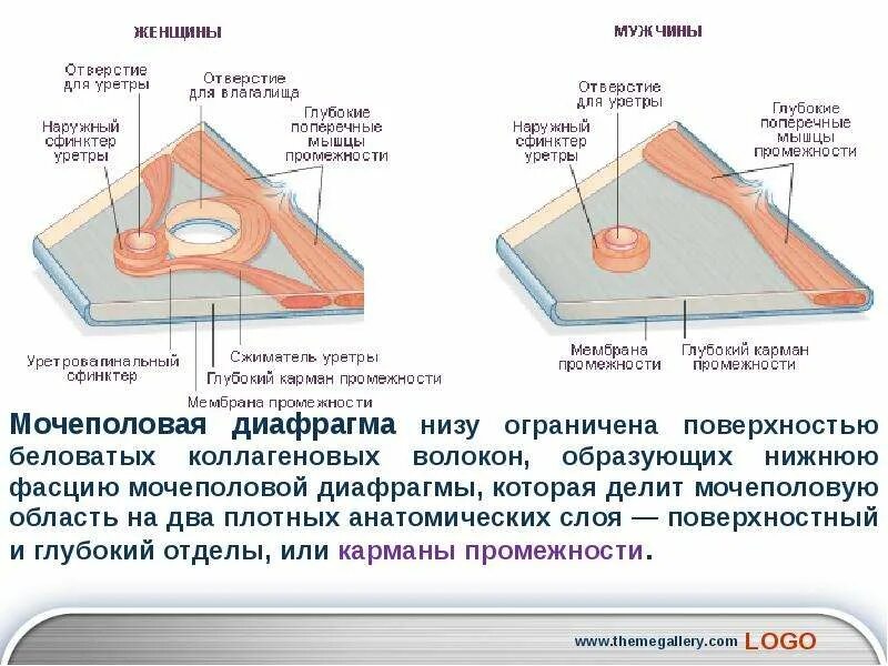 Фасции мочеполовой диафрагмы. Мочеполовая диафрагма анатомия у женщин. Мочеполовая диафрагма у мужчин схема. Мочеполовая диафрагма спереди ограничена. Строение мочеполовой диафрагмы функции.