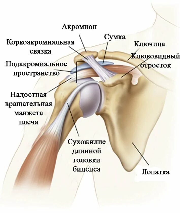 Почему болит сустав плеча. Структура плечевого сустава человека анатомия. Плечевой сустав строение анатомия связки. Строение сустава плеча. Строение мышц плечевого сустава человека анатомия.