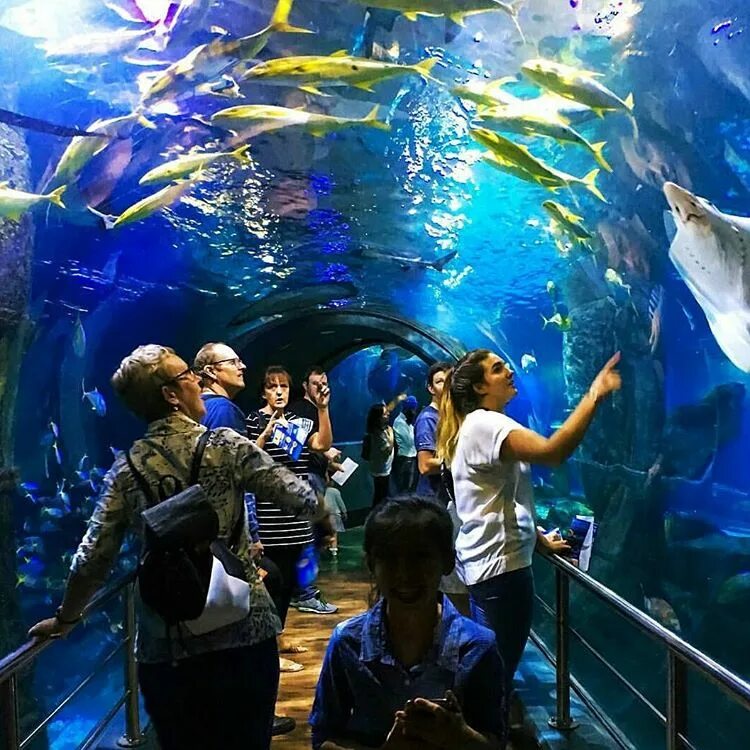 Отзыв sea life. Австралия Сиднейский аквариум. Аквариум Австралия Мельбурнский аквариум. Сиднейский аквариум морская жизнь. Sealife аквариум Мюнхен.