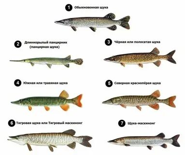 Сколько хранится щука в холодильнике