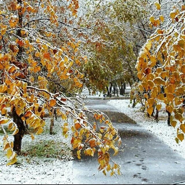 Вознесенская снег в сентябре. Снежная осень. Снег в сентябре вознесенский. Снежный октябрь. Снег в сентябре.