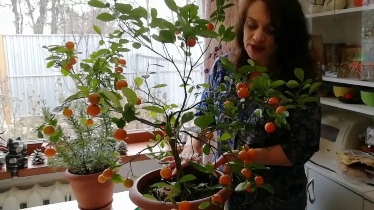 Цитрус полив. Полив цитрусовых. как поливать цитрусы привитые на трифолиату. чем подкислить воду для полива цитрусовых. сколько нужно поливать мандарин.