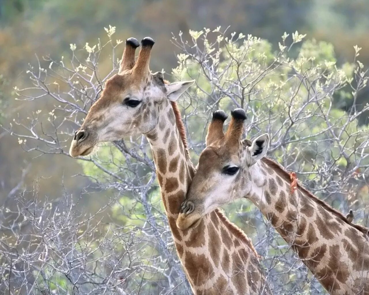 Нубийский жираф. Родезийский жираф. Кордофанский жираф. Теплокровные жираф. Жираф.