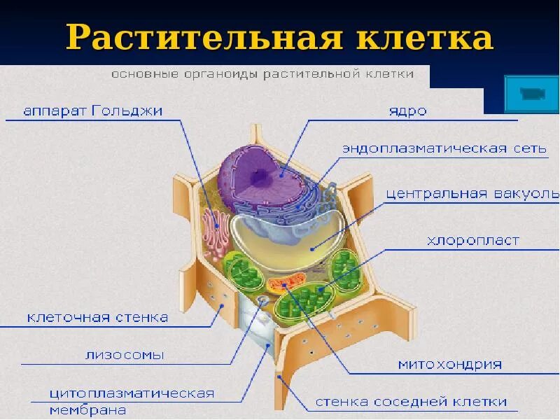 Растительная клетка относится. Строение растительной клетки макет. Строение растительной клетки 3д. Растительная клетка 3д с подписями. Клетка удивительный и загадочный мир.