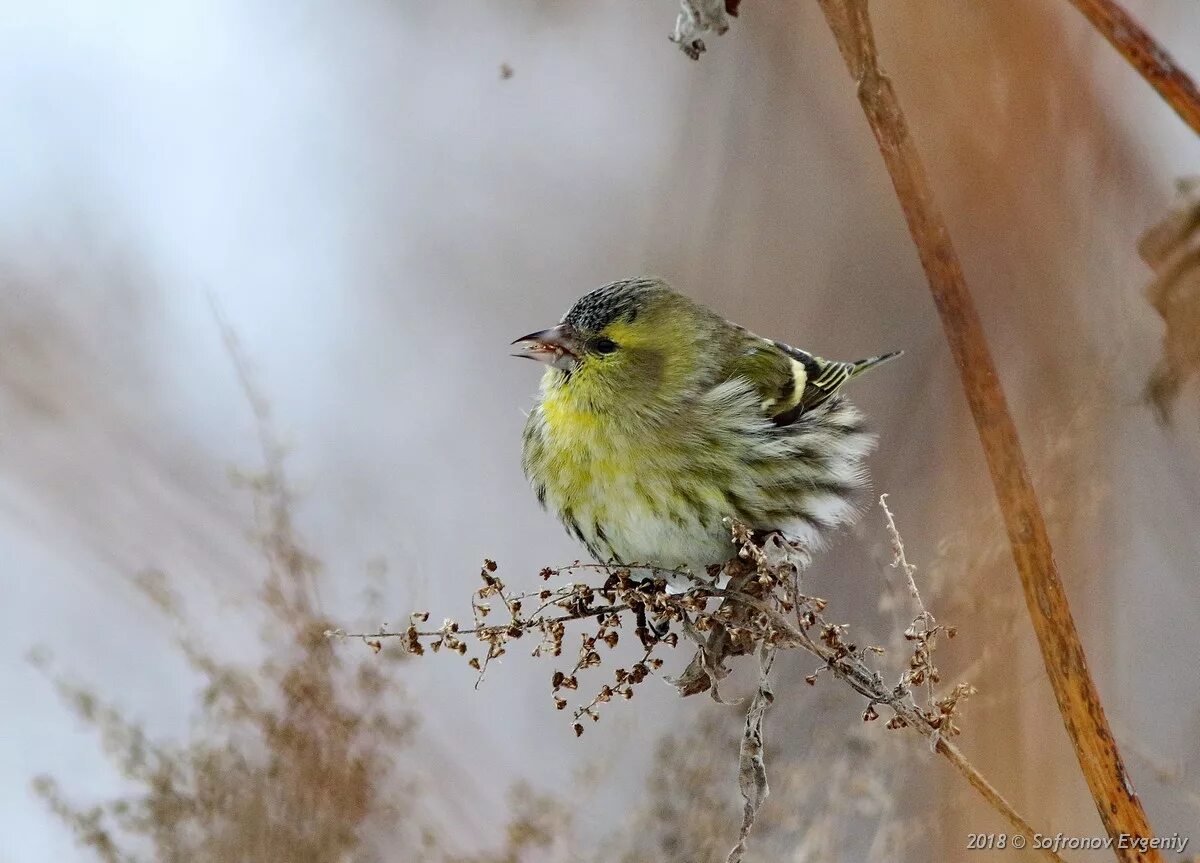 Чиж птица года конкурс. Spinus Spinus Чиж. Spinus Spinus птенец. Чиж птица. Слеток Чиж птица.