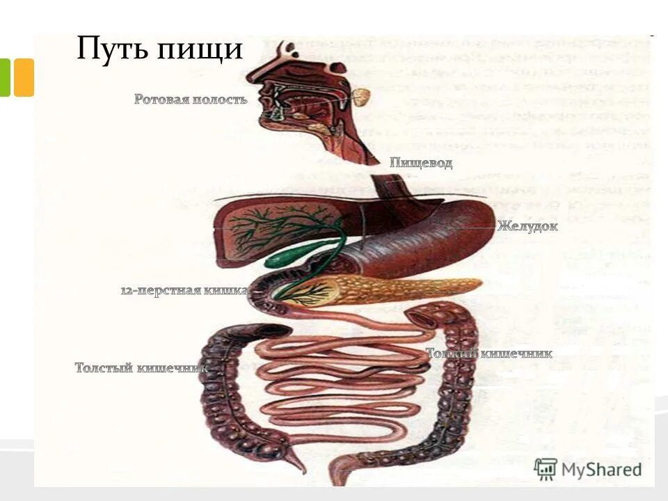 психология здорового питания. процессы в пищеварительной системе человека. пищевой путь передачи инфекции. путь который проходит пища в организме человека. путь питания.