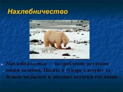 Нахлебничество в экологии