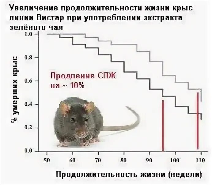 Сколько лет крысе