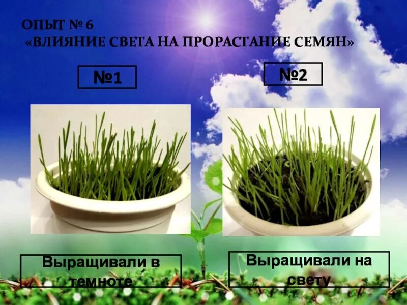 Семена проращивают в темноте или на свету. Влияние света на прорастание семян. Влияние света на прорастание семян опыт. Прорастание семян на свету и в темноте. Влияние света на семена.