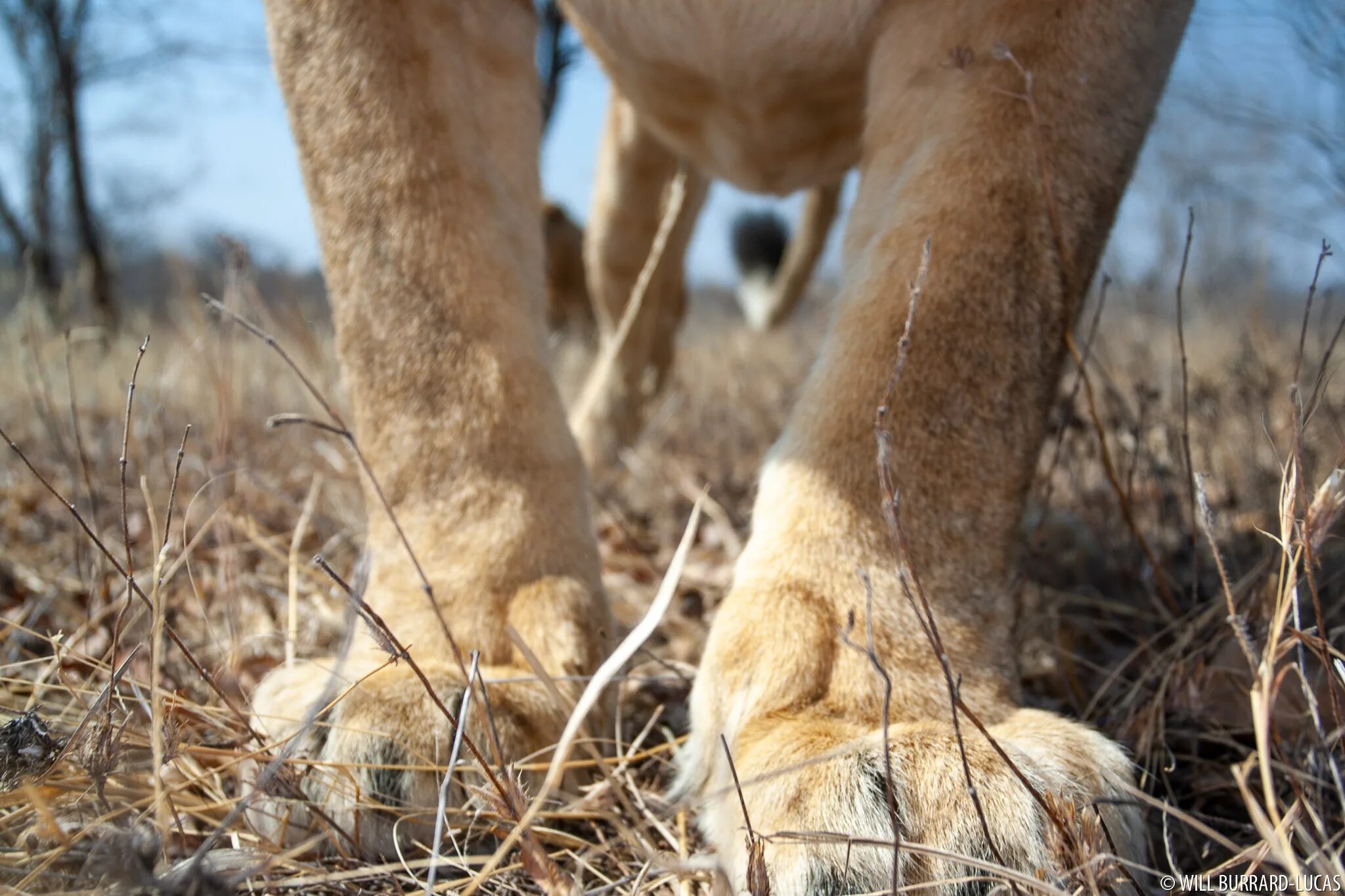 Лапы льва. Лапа льва. Лапы льва. Лапа льва с когтями. Лев картинки.