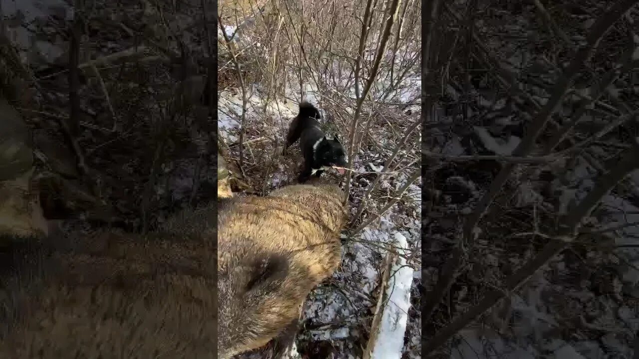 Западно сибирская лайка на охоте. Лайки кабан видео. Охота на кабана с лайками 2020 год. Охота на кабана с западносибирской лайкой. Лайки кабан видео.