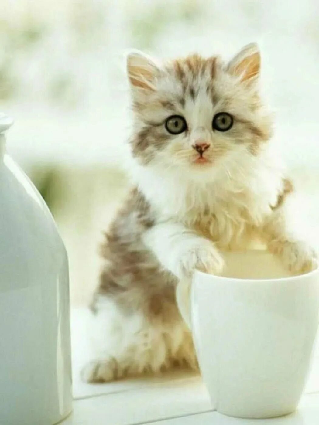 Картинки милые с котиками доброе. Красивые котята. Доброе утро котики. Чашка с кошкой. Доброе утро котенок.