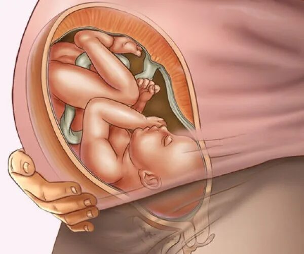 39 недель активно шевелится. Малыш внутри живота мамы.