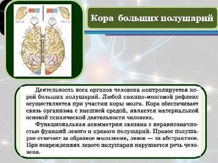 Какая нервная система управляет корой больших полушарий