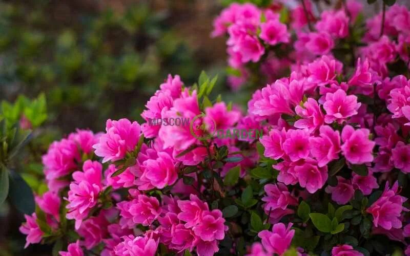 azalea-page Azaleas, Diy garden, Flowers