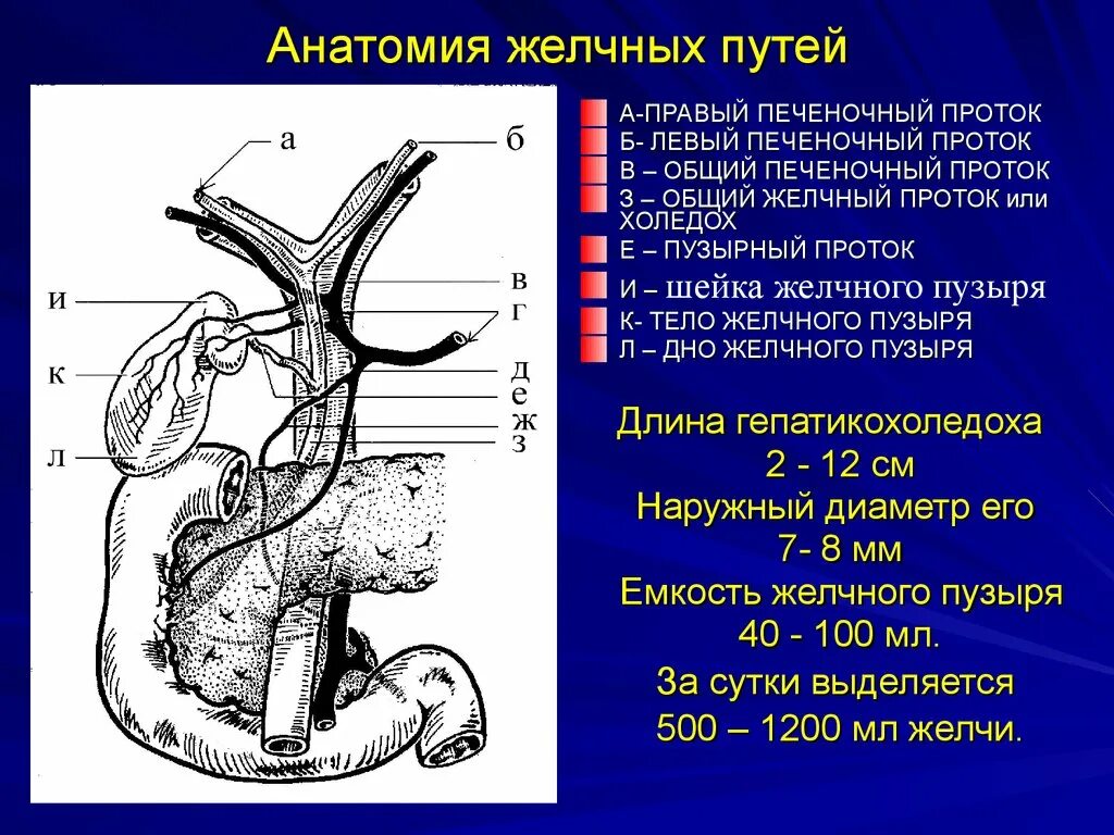 Внутрипеченочные желчные протоки анатомия. 1.Анатомия внепеченочных желчных протоков.. Диаметр общего желчного протока в норме. Диаметр протока желчного пузыря. Холедох печени норма