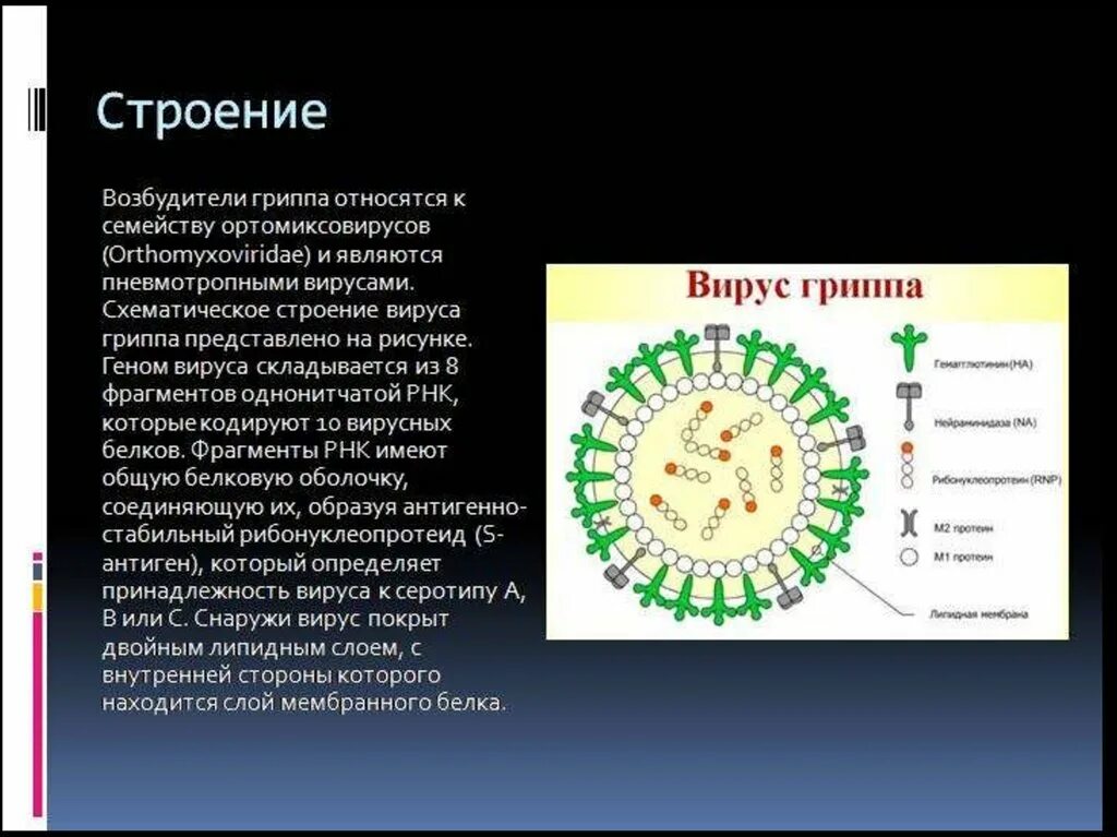 Грипп семейство. Структура вируса гриппа микробиология. Возбудитель вируса гриппа микробиология. Вирус гриппа строение антигенная структура. Вирус группа строение.
