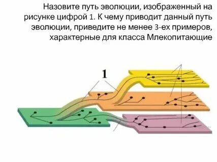 Эволюционное значение идиоадаптации насекомых