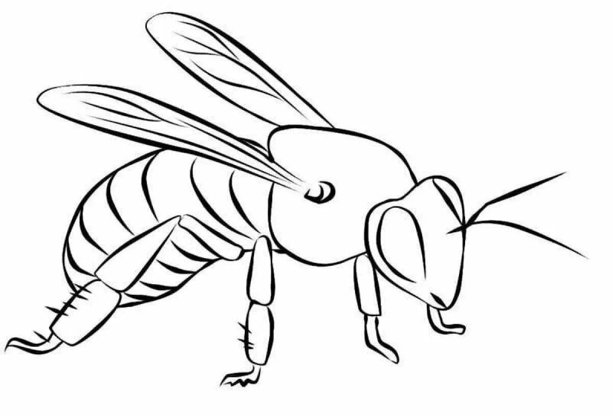 Пчела раскраска. Пчела раскраска для детей. Раскраска насекомые пчела. Пчела рисунок. Раскраска пчела для детей