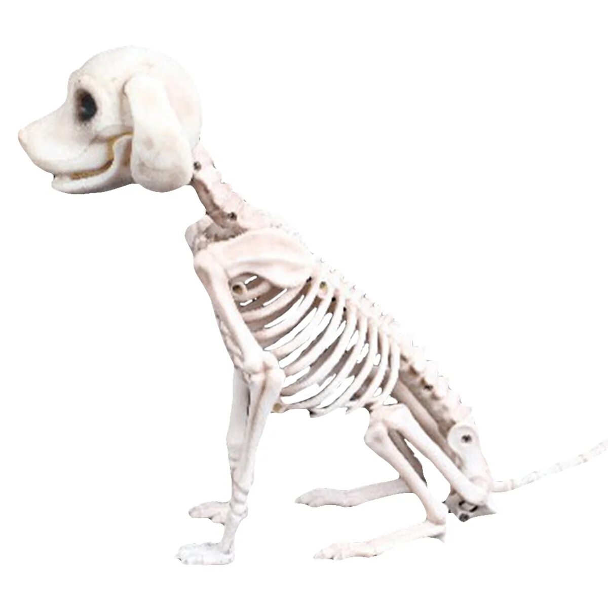 Виды скелетов животных. Скелет собаки. Скелет кошки и собаки. Скелет собачки. Интересные скелеты животных.