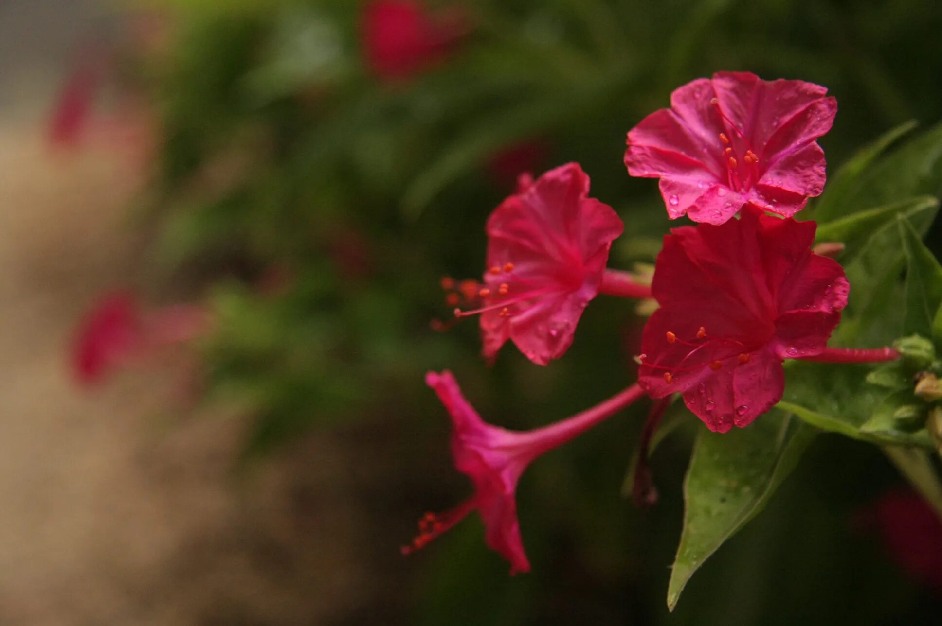 Какой процент ночной красавицы с розовыми цветками. Мирабилис (ялапа). Мирабилис ялапа цветок. Мирабилис цветок красный леденец.