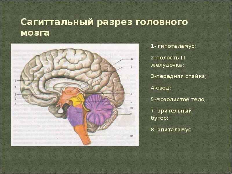 Сагиттальный разрез головного мозга человека. Строение головного мозга Сагиттальный разрез. Сагиттальный срез конечного мозга. Строение мозга на сагиттальном срезе. Задний мозг полость