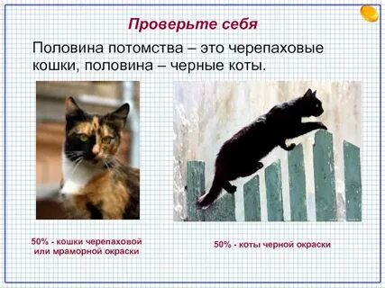 Кошка черепаховая кот черный определите потомство