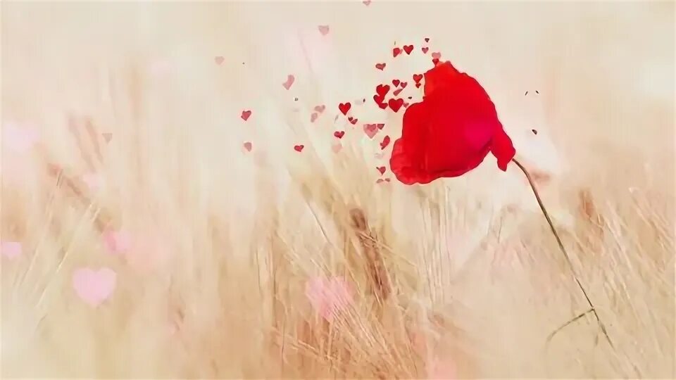 Poppy love