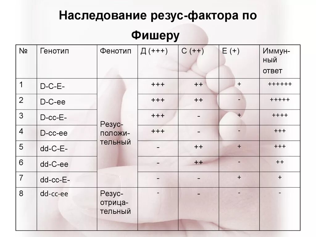 Таблица наследования резус фактора крови. Группы крови таблица наследования с резусом фактором. Механизм наследования резус фактора. Группы крови по системе резус фактор. Резус фактор мужа и жены