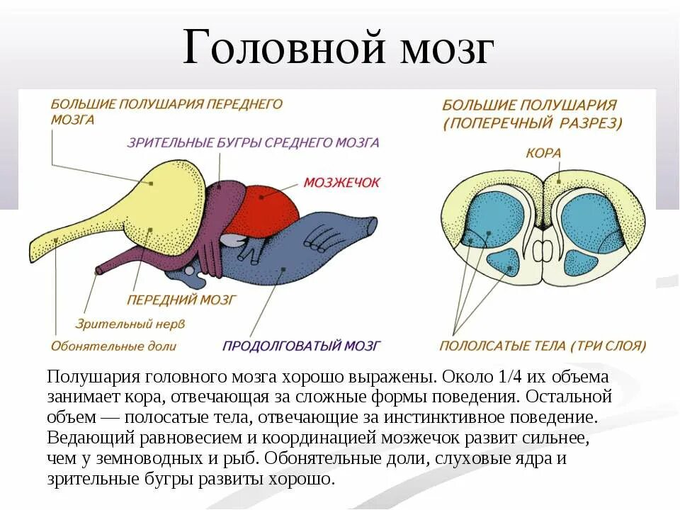 Большие полушария переднего мозга у пресмыкающихся. Передний мозг птиц. Головной мозг земноводных. Продолговатый мозг у птиц