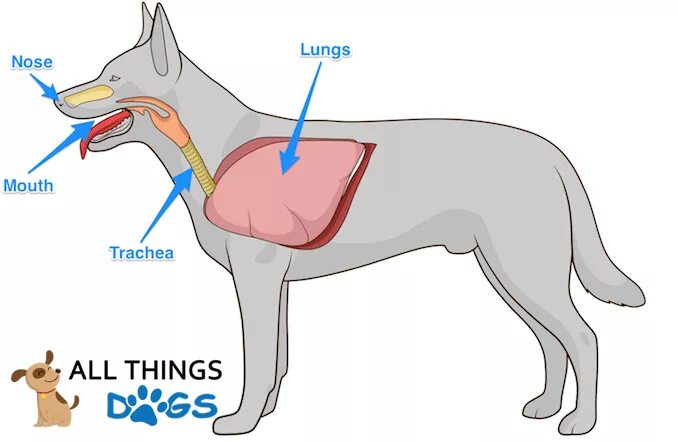 Дыхательная система собаки. Органы дыхания собаки схема. Строение дыхательной системы собаки. Система органов дыхания собаки легкие.