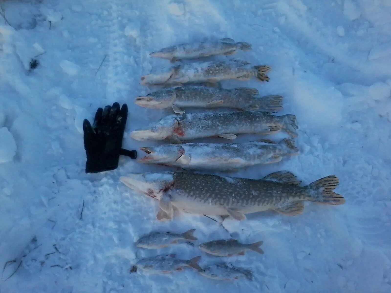 Зимняя рыбалка на щуку. Щука на снегу. Большая щука на жерлицы.