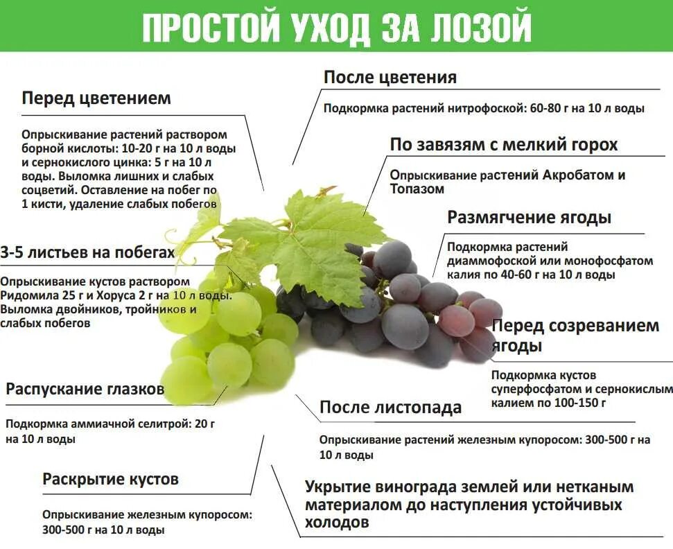 Какие сорта пригодны