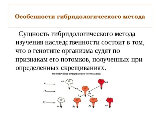 Последовательность действий исследователя при использовании гибридологического метода. Последовательность действий исследователя при использовании гибридологического метода