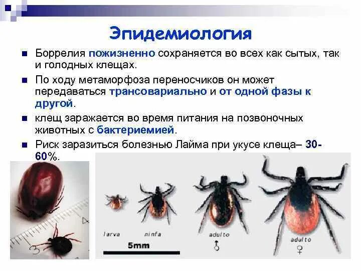 Какой процент клещей. Стадии развития клеща. Размеры клещей. Размер клеща по дням. Размер клещей по дням присасывания.